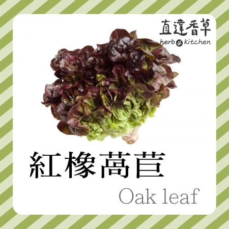 紅橡萵苣 300克Oak lettuce 