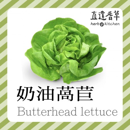 奶油萵苣300克butter lettuce