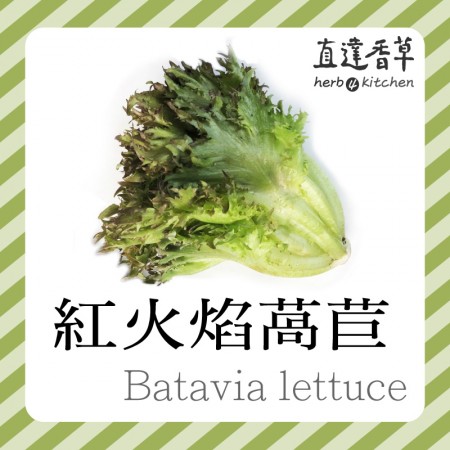 紅火焰萵苣300克 batavia lettuce
