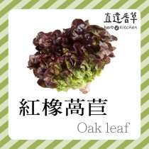 直達香草 紅橡萵苣 300克Oak lettuce 