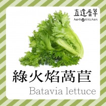直達香草 綠火焰萵苣300克 batavia lettuce