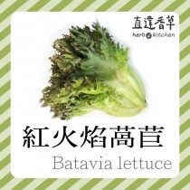 直達香草 紅火焰萵苣300克 batavia lettuce