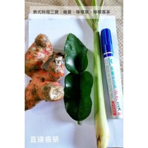 直達香草 新鮮檸檬葉 30克 Kaffir lime leaves