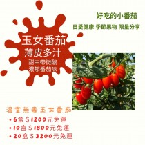 溫室玉女番茄  無毒栽培 6盒免運組合（每年12月-隔年6月供應）