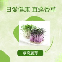 紫高麗芽