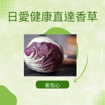 直達香草 紅菊苣（紫包心） 300克