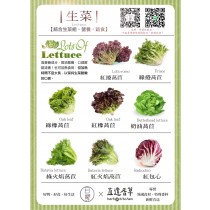 選你愛生菜萵苣蔬菜箱 