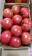 溫室桃太郎番茄 無毒栽培 免運組合（每年12月-5月供應）