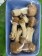新鮮巴西蘑菇（姬松茸）（每年10-隔年4月供應）