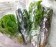 綠火焰萵苣300克 batavia lettuce